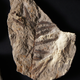 A fern fossil collected at Corral Bluffs.